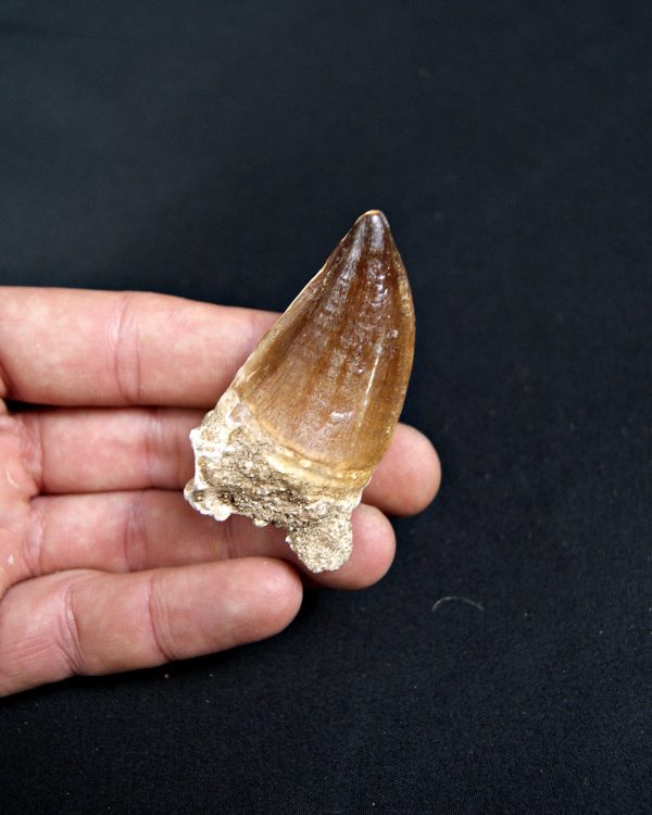 SONY DSC Mosasaurus (Liodon anceps)