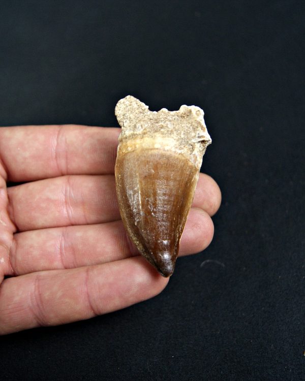 SONY DSC Mosasaurus (Liodon anceps)