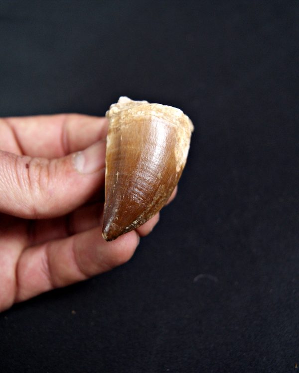 SONY DSC Mosasaurus (Liodon anceps)