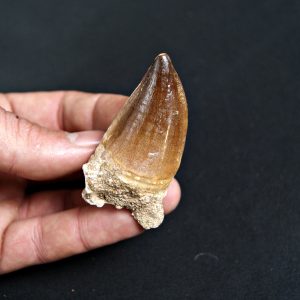 Mosasaurus (Liodon anceps)