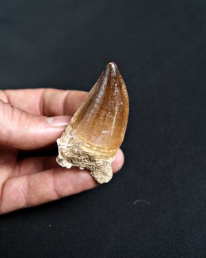 Mosasaurus (Liodon anceps)