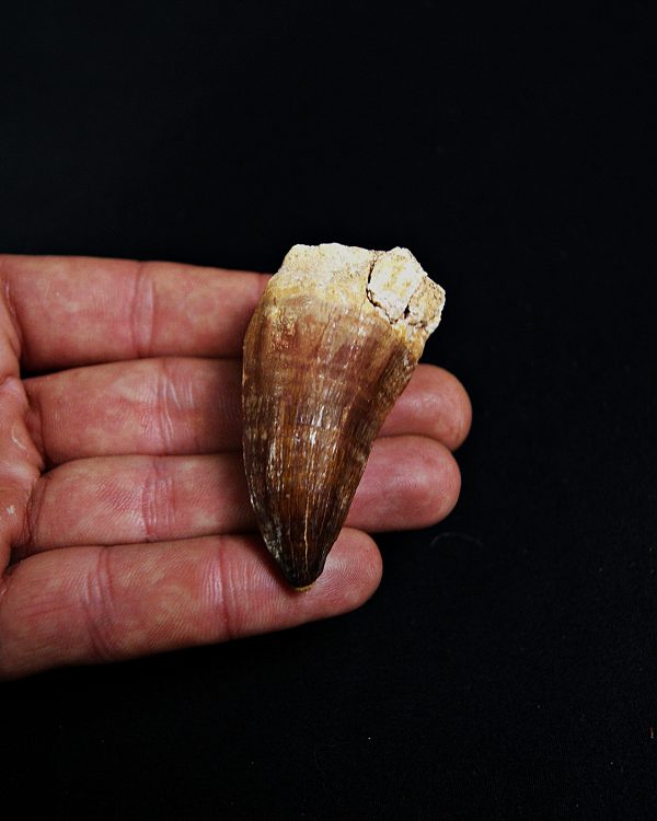 SONY DSC Mosasaurus hoffmanni