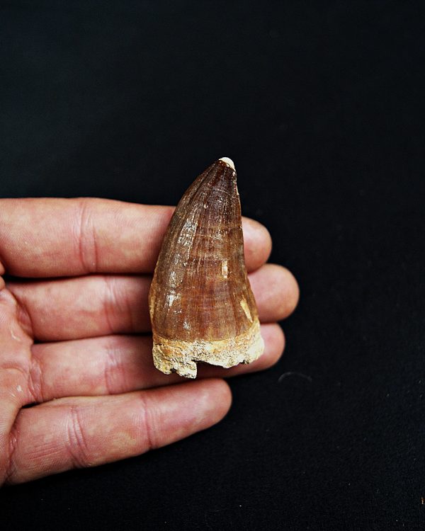 SONY DSC Mosasaurus hoffmanni