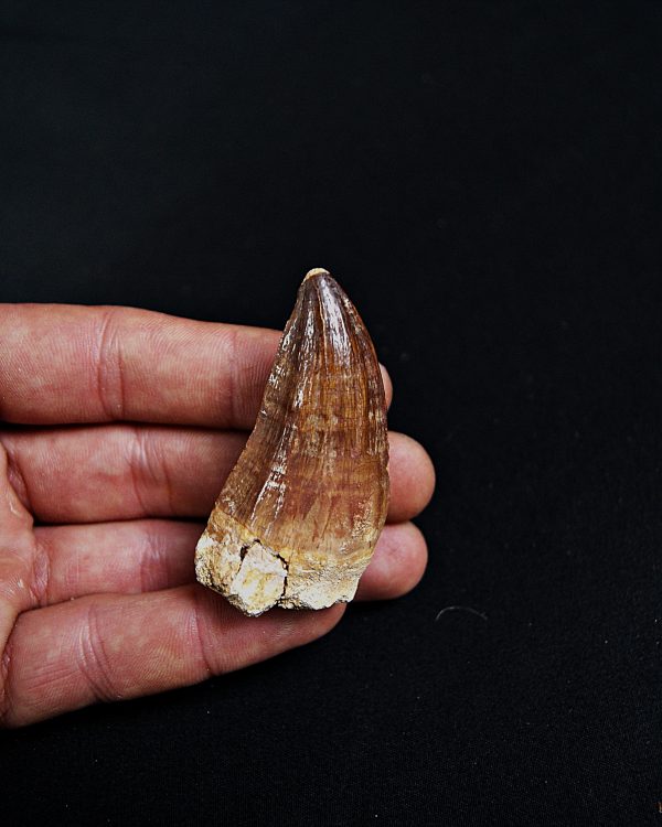 SONY DSC Mosasaurus hoffmanni