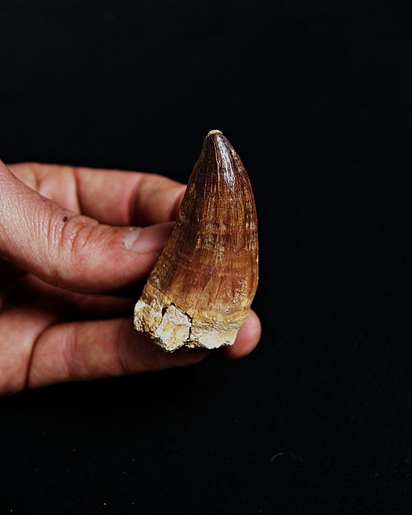 SONY DSC Mosasaurus hoffmanni