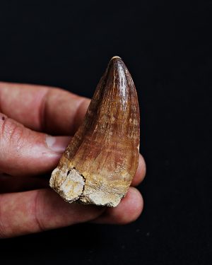 SONY DSC Mosasaurus hoffmanni