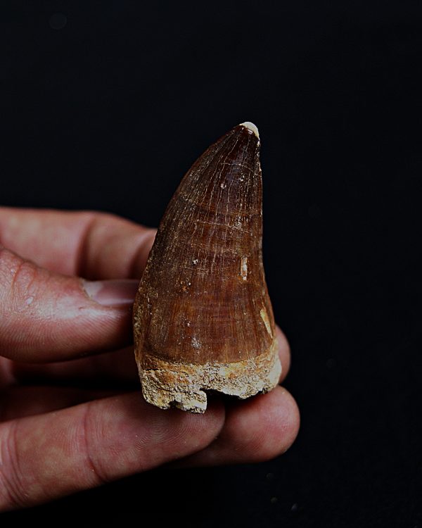 SONY DSC Mosasaurus hoffmanni