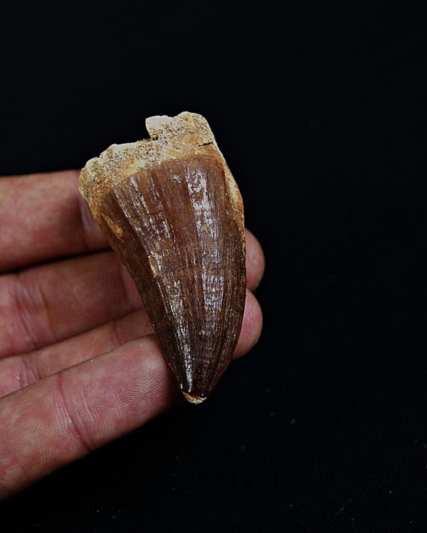 SONY DSC Mosasaurus hoffmanni