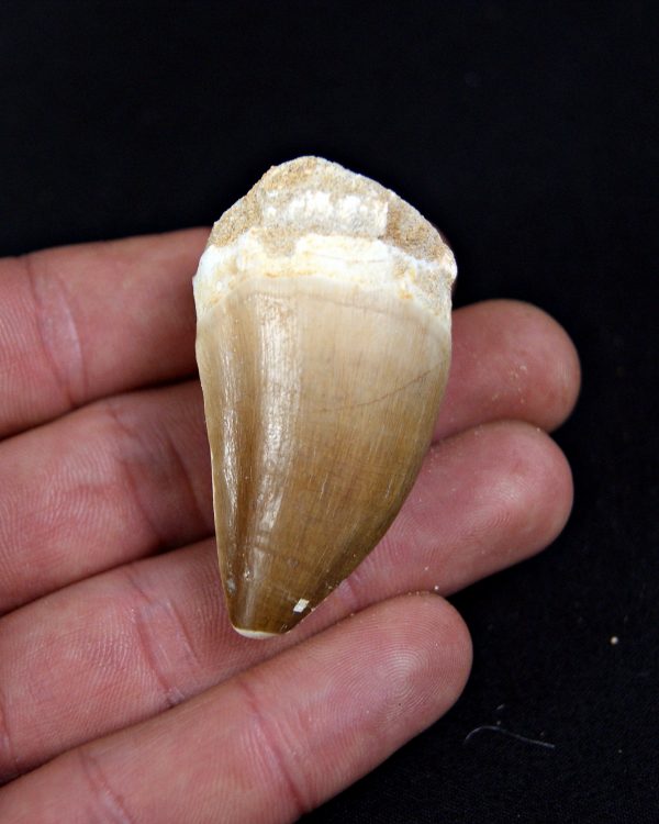 SONY DSC Thalassotitan atrox