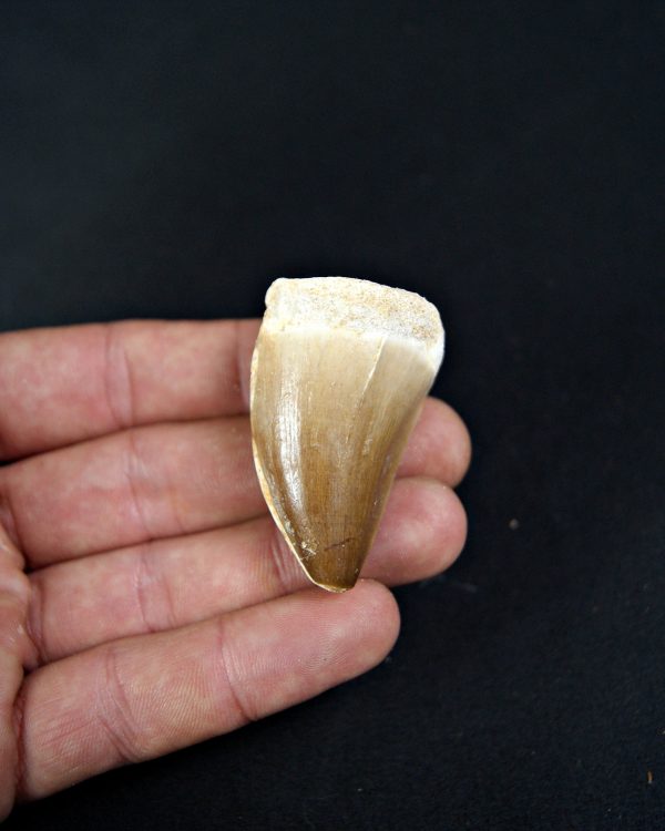 SONY DSC Thalassotitan atrox