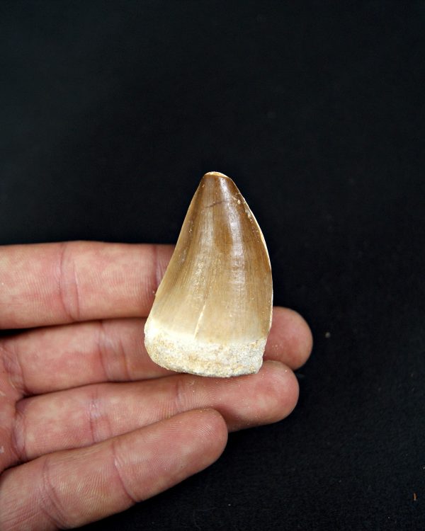 SONY DSC Thalassotitan atrox