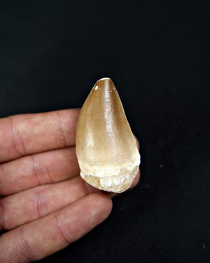 SONY DSC Thalassotitan atrox