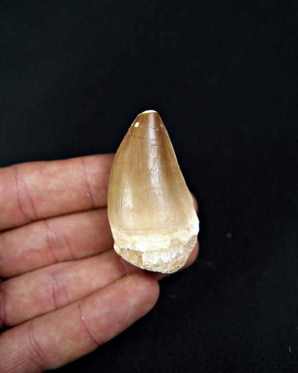 SONY DSC Thalassotitan atrox