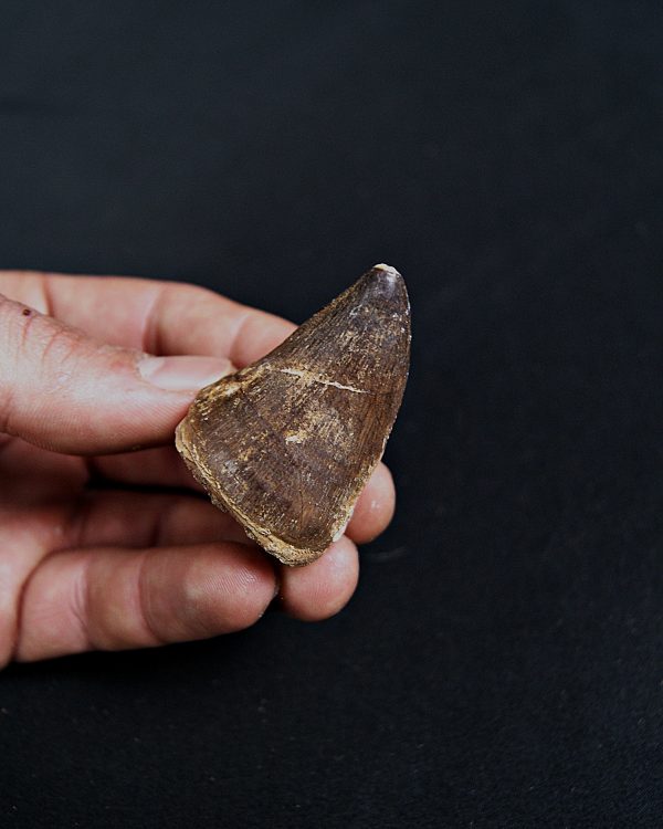 SONY DSC Thalassotitan atrox