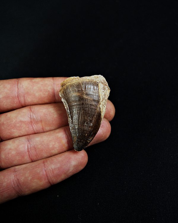 SONY DSC Thalassotitan atrox