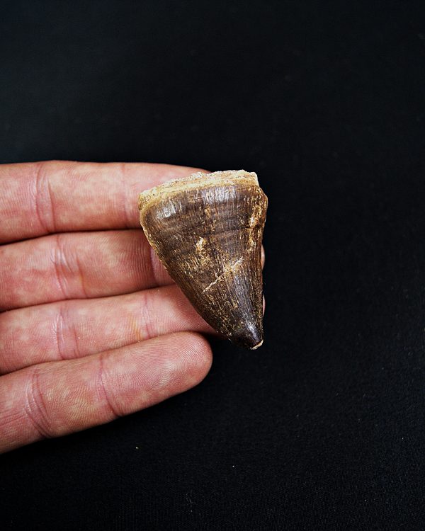 SONY DSC Thalassotitan atrox