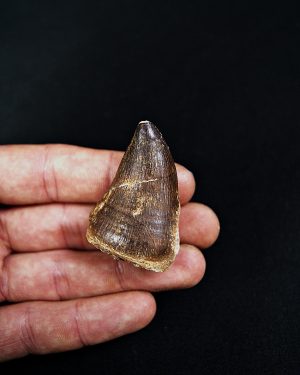 SONY DSC Thalassotitan atrox