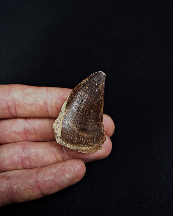 SONY DSC Thalassotitan atrox