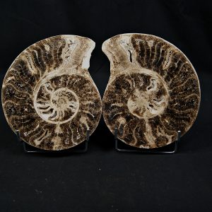 Amonite cortado por la mitad