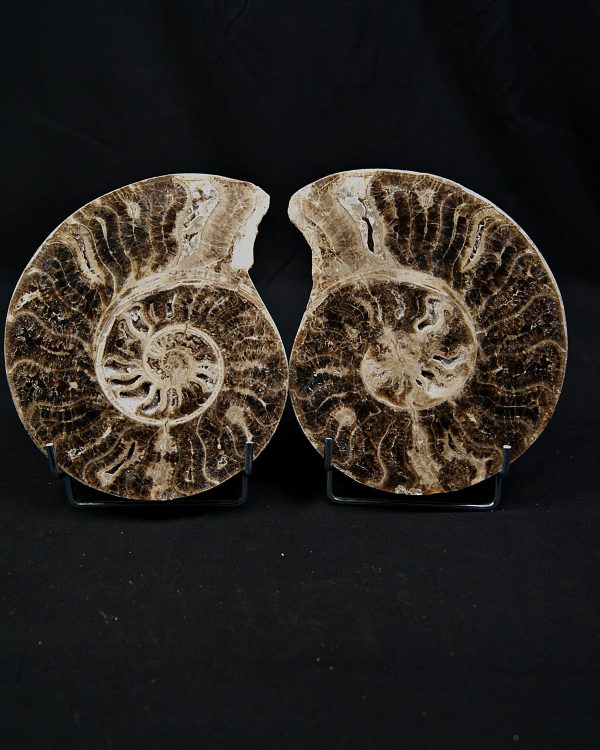 Amonite cortado por la mitad