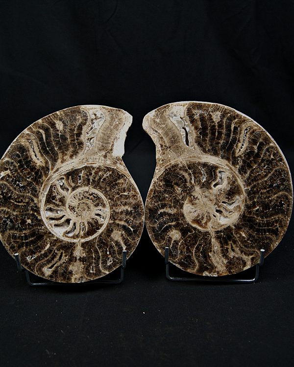 Amonite cortado por la mitad