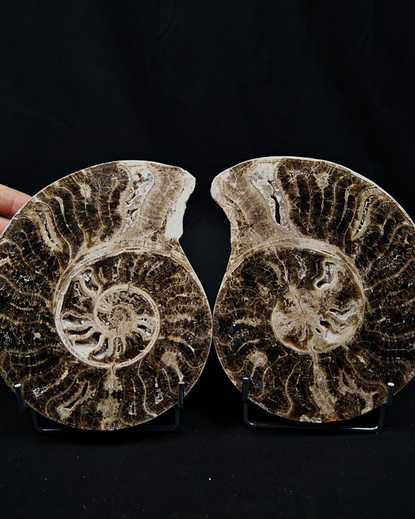 Amonite cortado por la mitad