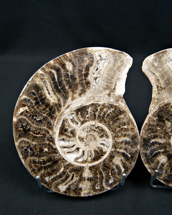Amonite cortado por la mitad
