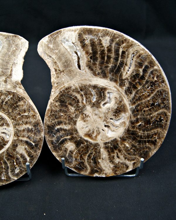 Amonite cortado por la mitad