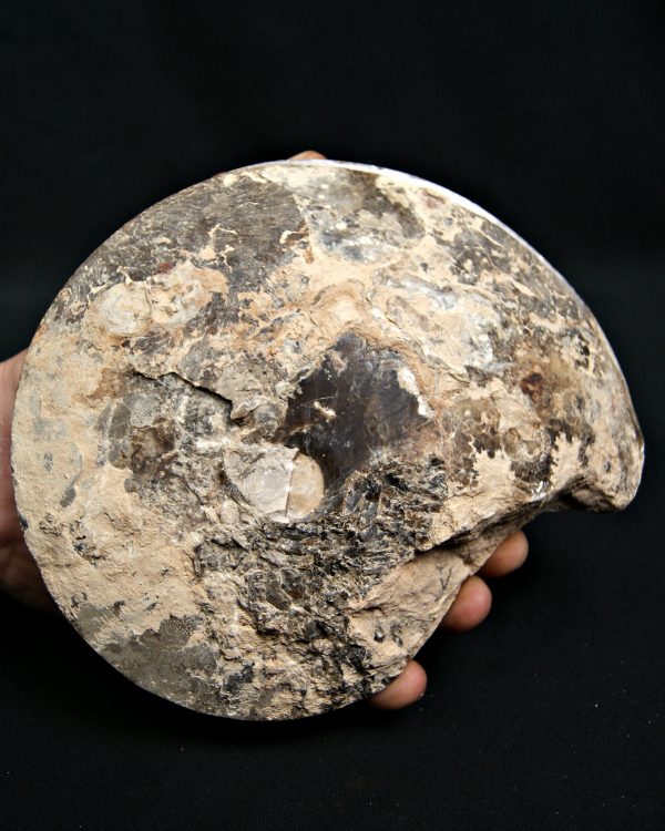 Amonite cortado por la mitad