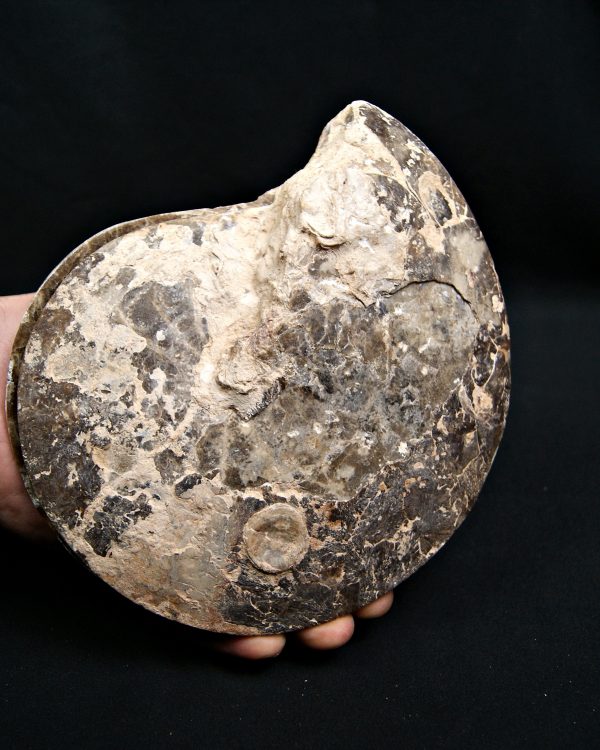 Amonite cortado por la mitad