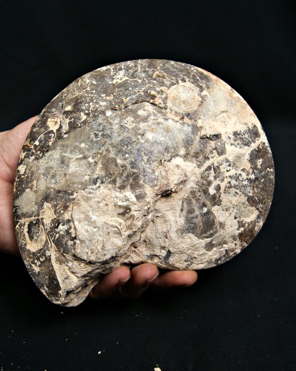 Amonite cortado por la mitad