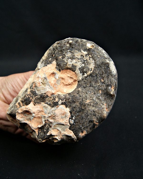 Amonites Mammites con cuernos