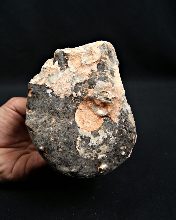 Amonites Mammites con cuernos