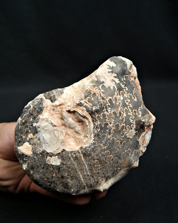 Amonites Mammites con cuernos