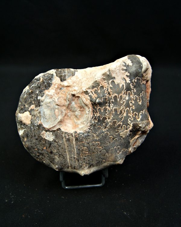 Amonites Mammites con cuernos