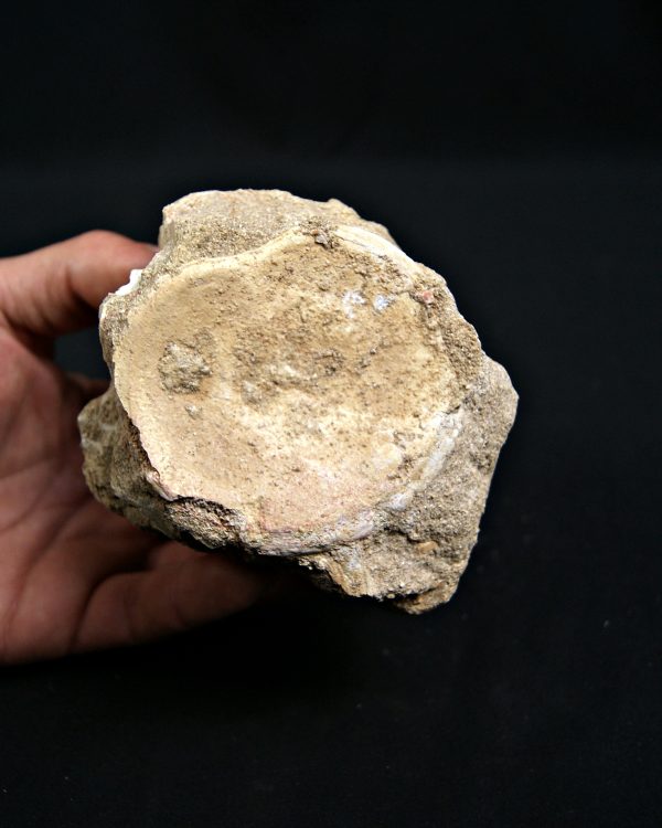 SONY DSC Mosasaurio con diente de tiburón