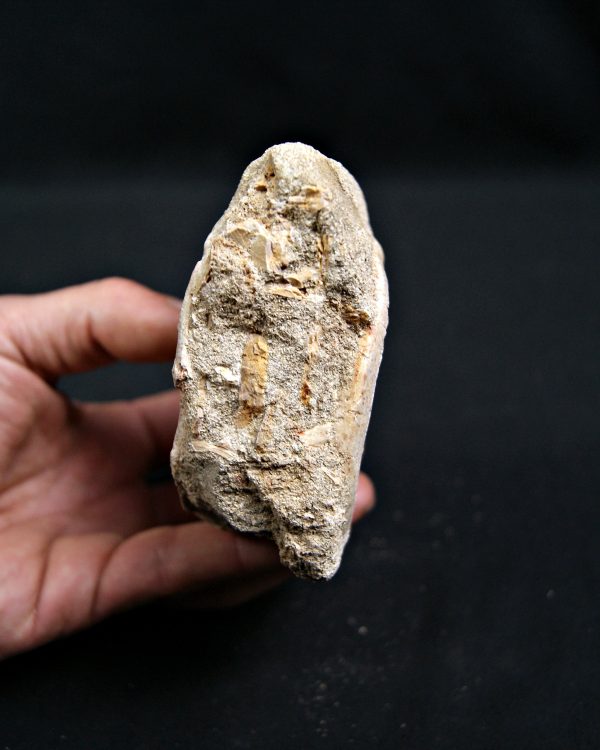 SONY DSC Mosasaurio con diente de tiburón