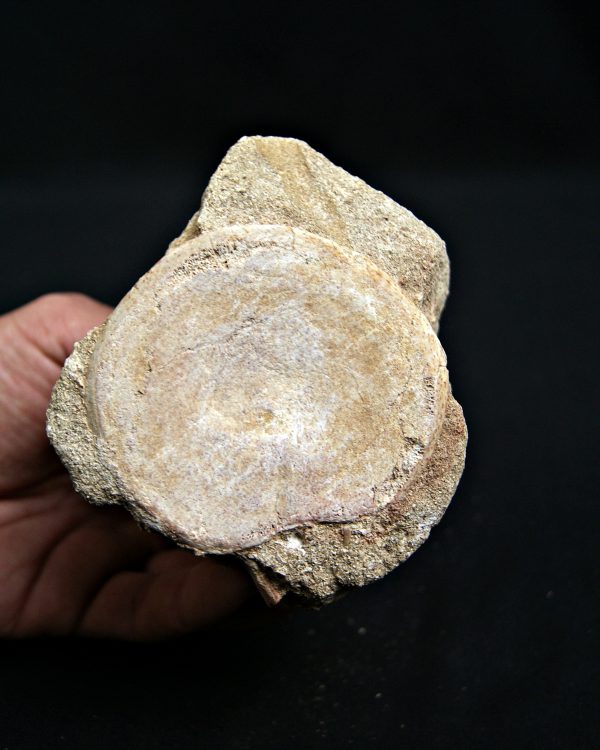 SONY DSC Mosasaurio con diente de tiburón