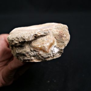 Mosasaurio con diente de tiburón