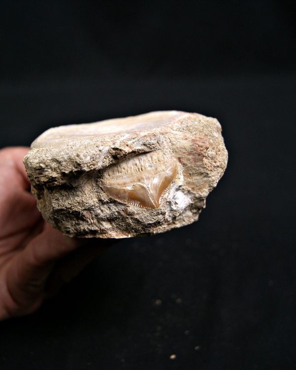 SONY DSC Mosasaurio con diente de tiburón