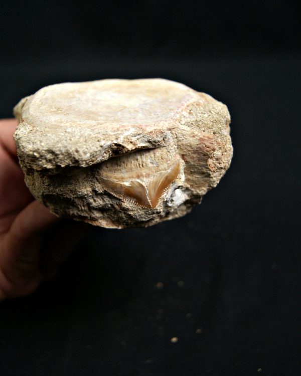 SONY DSC Mosasaurio con diente de tiburón