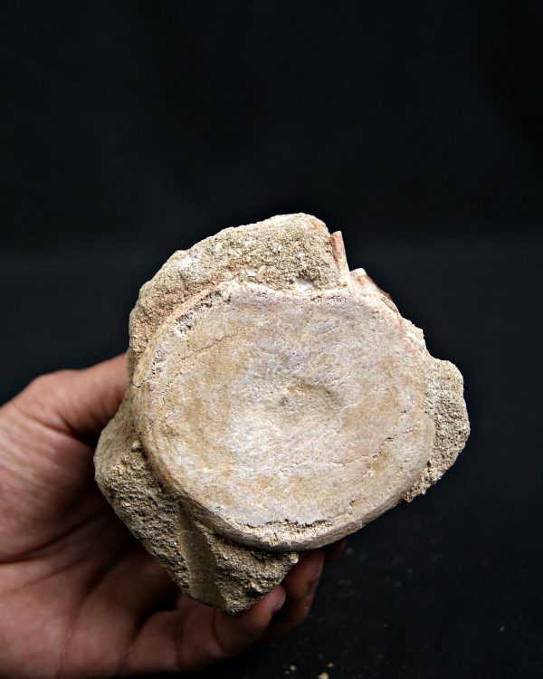 SONY DSC Mosasaurio con diente de tiburón