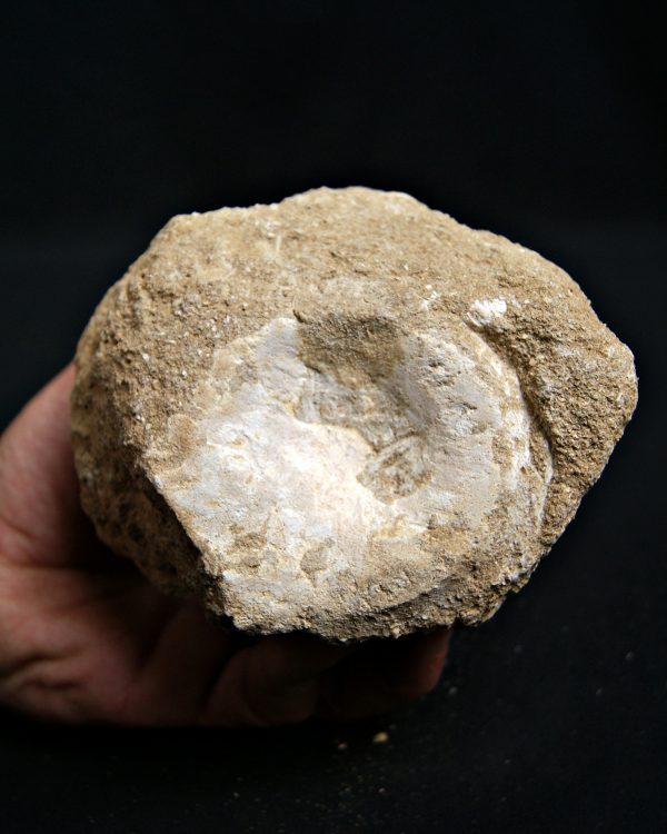 SONY DSC Vértebra de mosasaurio