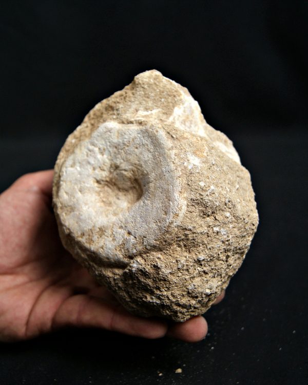 SONY DSC Vértebra de mosasaurio