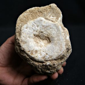 Vértebra de mosasaurio