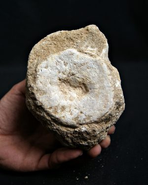 SONY DSC Vértebra de mosasaurio