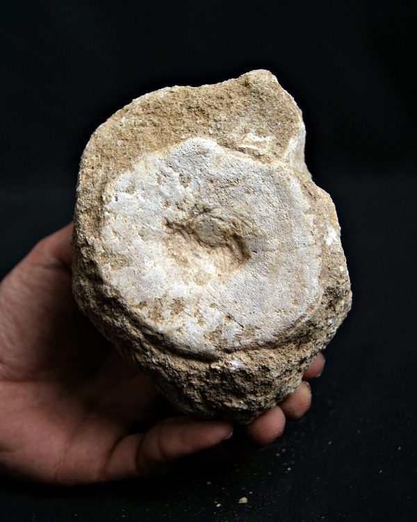 SONY DSC Vértebra de mosasaurio