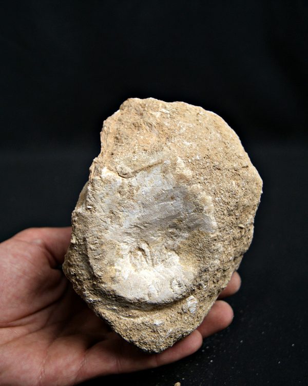 SONY DSC Vértebra de mosasaurio