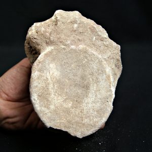 Vértebra de mosasaurio