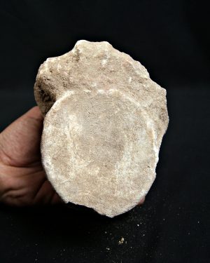 Vértebra de mosasaurio